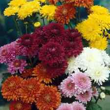 chrysanthemum for sale  NOTTINGHAM