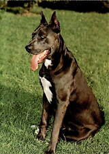 dogue allemand d'occasion dogue allemand d'occasion Expédié en Belgium