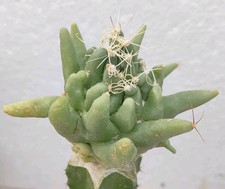 Mammillaria magnimamma monster usato  Lecce
