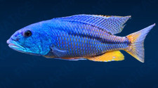 young african cichlids for sale  Lakeland