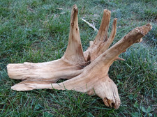 Thuja treibholz schwemmholz gebraucht kaufen  Bad Kreuznach