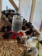 Button quail hatching for sale  Fennville