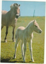 norwegian fjord horse for sale  Middlefield