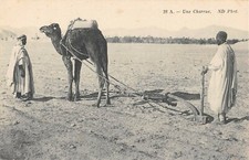 Cpa algerie plough d'occasion  Expédié en Belgium