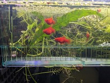 Red coral teacup for sale  Berea