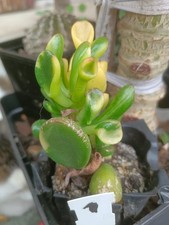crassula ovata d'occasion crassula ovata d'occasion Marseille II