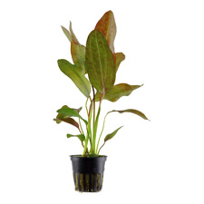 Echinodorus ozelot tropica for sale  MANSFIELD