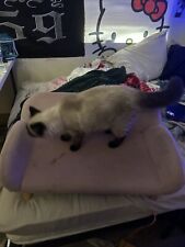 Pet sofa couch for sale  Whitefish