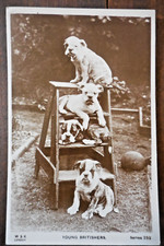 English bulldogs ladder for sale  Eugene