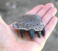 Fossil alligator jaw for sale  Tucson
