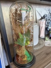 Antique taxidermy birds for sale  Sacramento