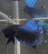 betta fighting fish for sale betta fighting fish for sale Tampa