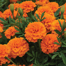 Marigold seeds flowering for sale  IPSWICH