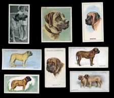 Mastiff old english for sale  UK