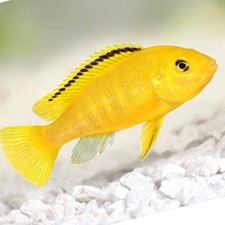 Yellow lab cichlid for sale  Hollywood