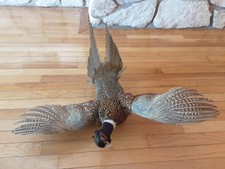 Ringneck rooster pheasant for sale  Steger