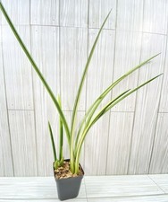 Sansevieria canaliculata varie for sale  Winchester