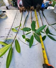 Huge red mangrove for sale  Hialeah