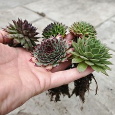 Full size sempervivum for sale  KING'S LYNN