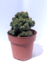 Cereus peruvianus monstruosus usato  Urbisaglia