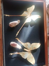 Couple papillons comète d'occasion  Nice-