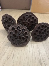 Dried lotus seed for sale  Port Saint Lucie