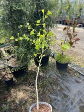 ginkgo biloba for sale ginkgo biloba for sale CHORLEY