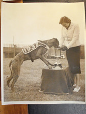 dog racing for sale dog racing for sale SOUTHEND-ON-SEA