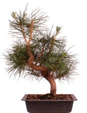 Bonsai pinus thunbergii gebraucht kaufen  Heinsberg