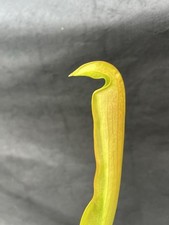 Sarracenia imhoter for sale  LOUGHBOROUGH