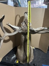 Mule deer shoulder for sale  Saint Cloud