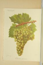 Reproduction lithographie vign d'occasion  Bubry