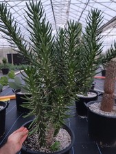 Large 45cm cylindropuntia for sale  REDRUTH