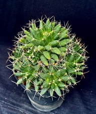large cactuses for sale large cactuses for sale Palm City
