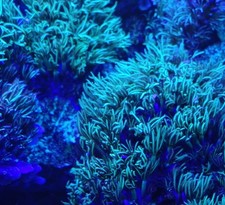 Live coral long for sale  Lubbock