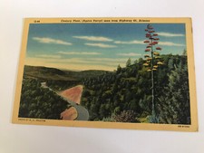 Century plant agave for sale  College Grove