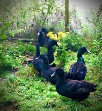 Purebred cayuga duck for sale  CAMBRIDGE