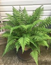 Lady ferns bare for sale  Mcminnville