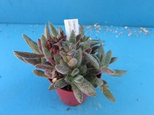 Crassula justi corderoyi for sale  BIRMINGHAM