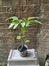 pepper tree for sale pepper tree for sale LONDON