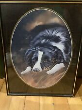 Border collie pollyanna for sale  STRANRAER