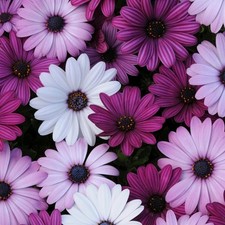 Osteospermum berries cream for sale  HAILSHAM
