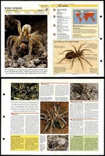 Wolf spider insects for sale  SLEAFORD