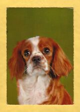 Cartolina cane cani usato  Crema