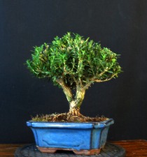 Bonsai chinesischer buchsbaum gebraucht kaufen  Bielefeld