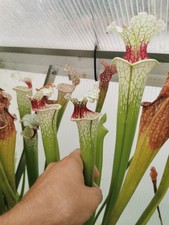 Sarracenia sl61 taglia usato  Lanciano