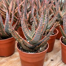 Aloe christmas carol for sale  Northport