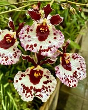 Oncidium white princess usato  Spedire a Italy