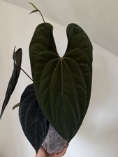 Anthurium fsrl division for sale  Milwaukee