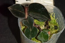 Anoectochilus sp. var for sale  Petaluma